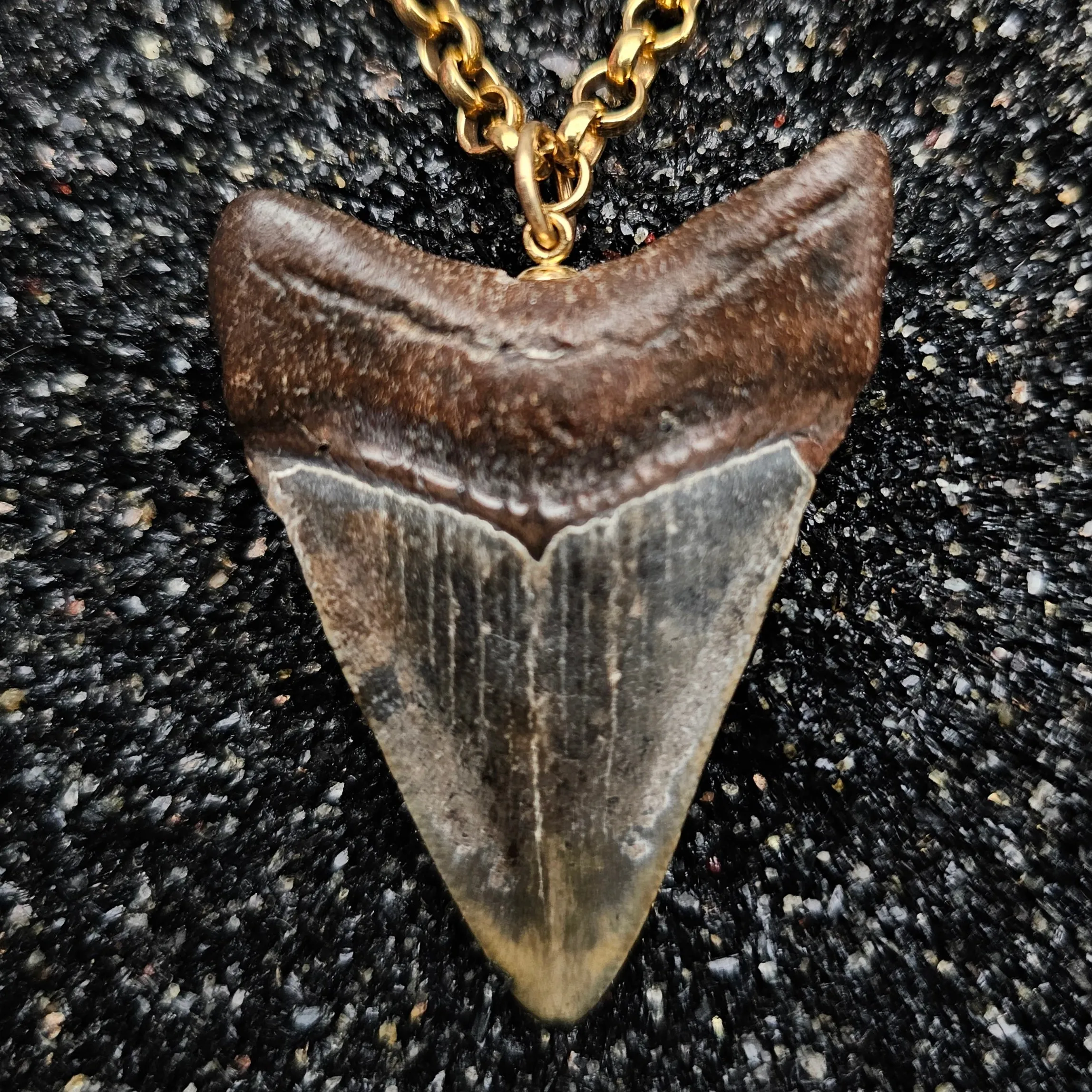 The Relic Necklace (Megalodon Tooth With Ruby, Set In 14k Yellow Gold)